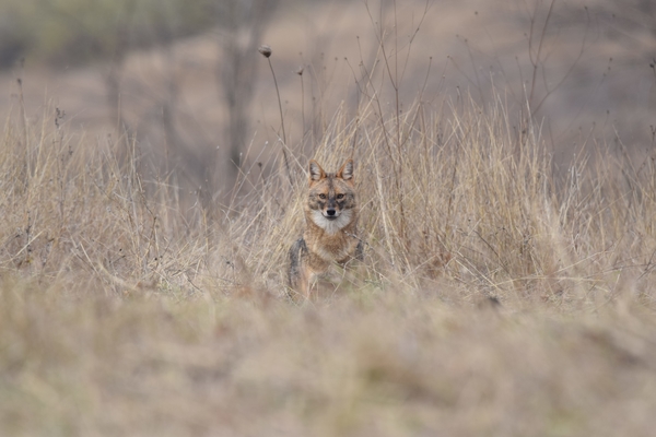 Golden Jackal & European ground squirrel photography -NEW-